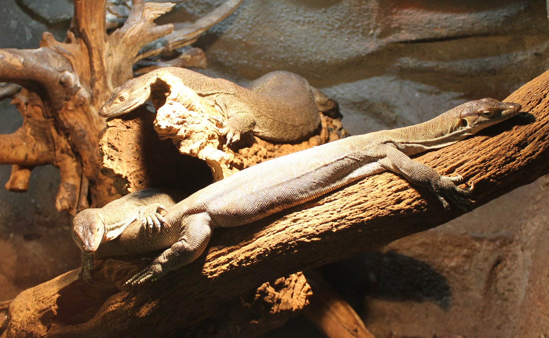 Merten's water monitors