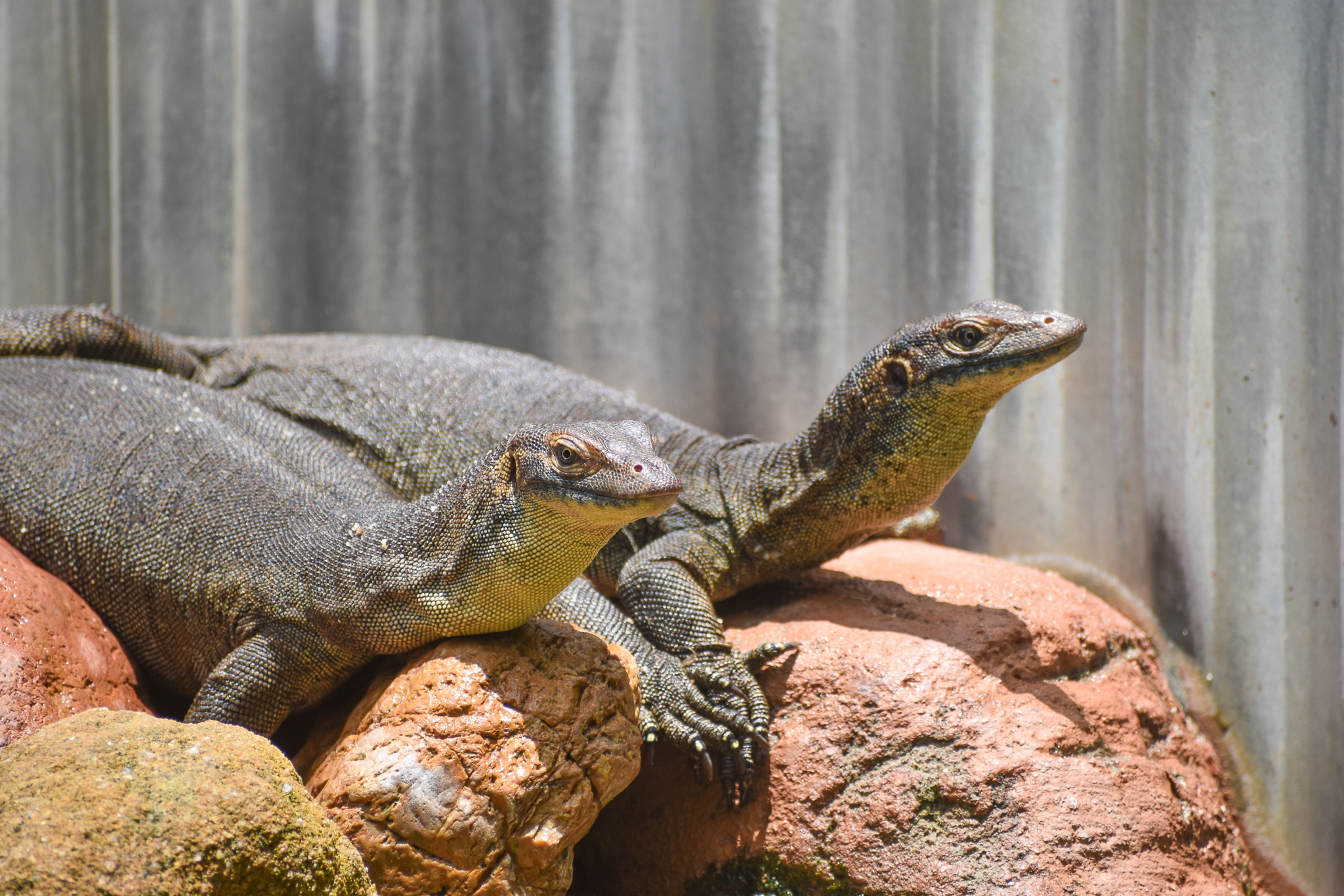 Merten's Water Monitors