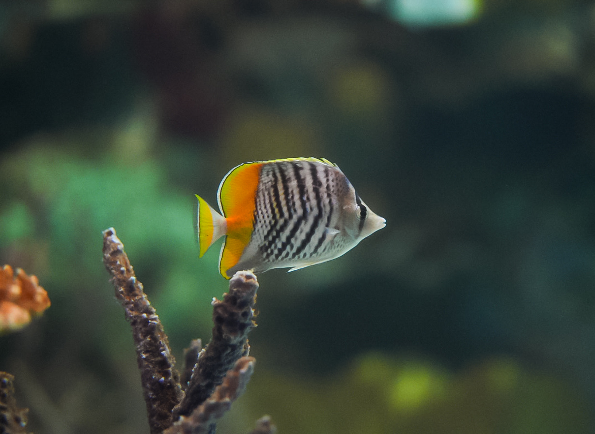 Mertensii Butterflyfish