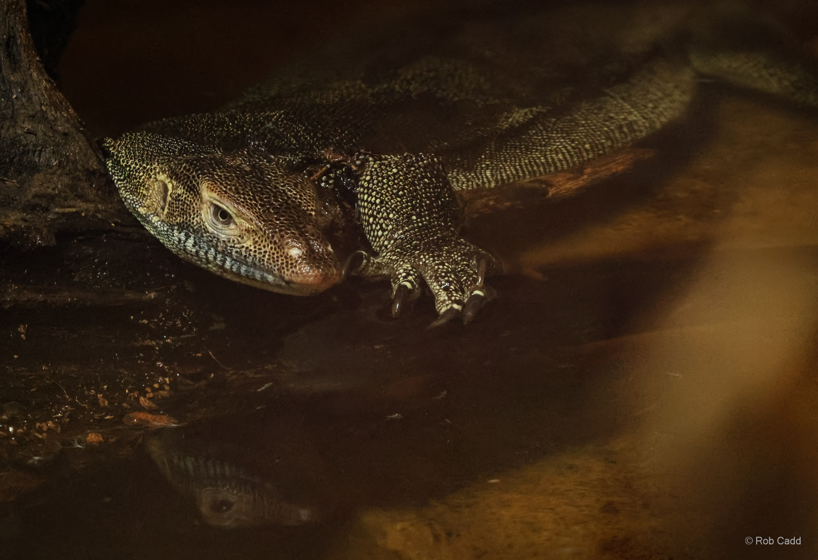 Mertens's water monitor : Crocodiles of the World : 07 Jun 2024