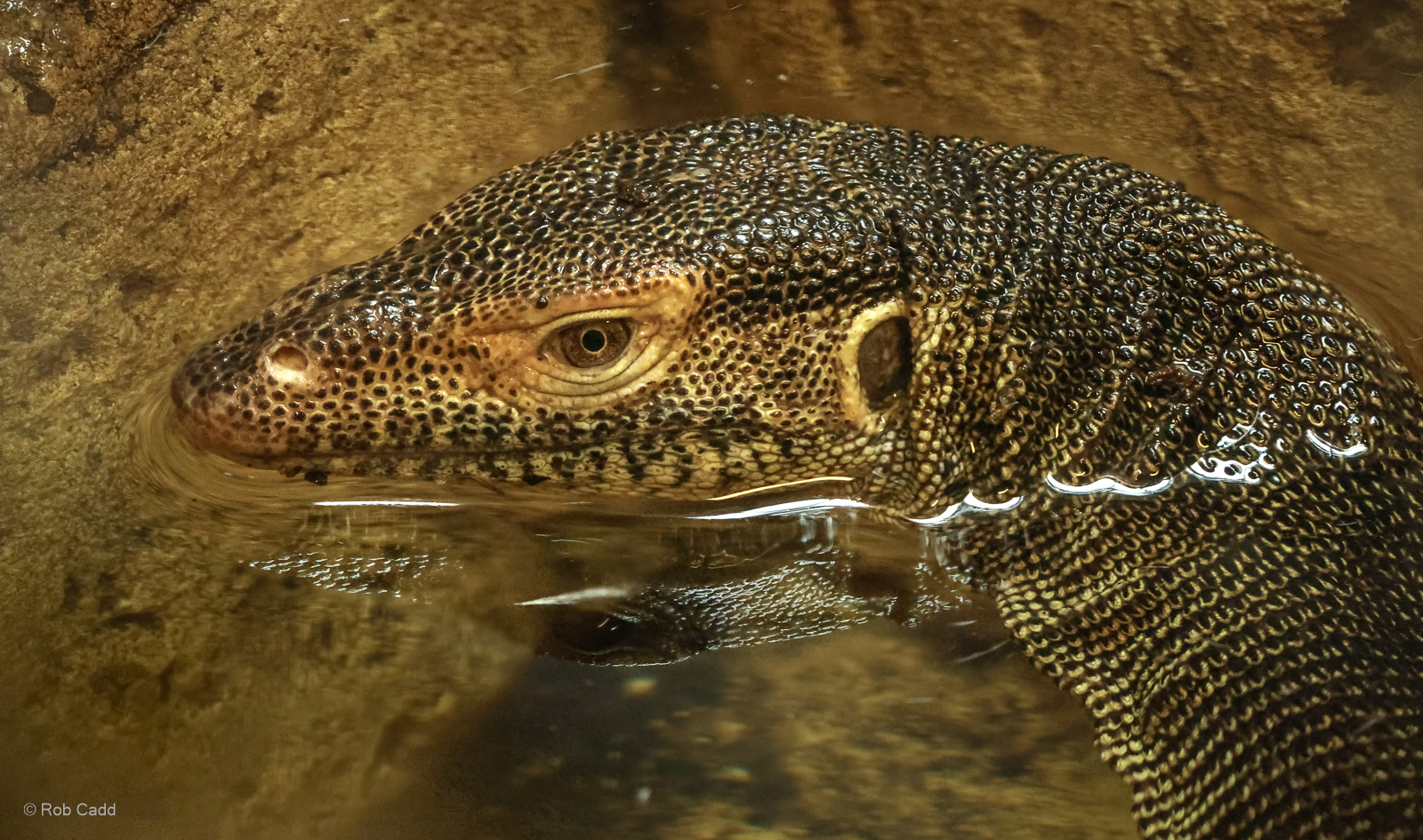 Mertens's water monitor : Crocodiles of the World : 07 Jun 2024
