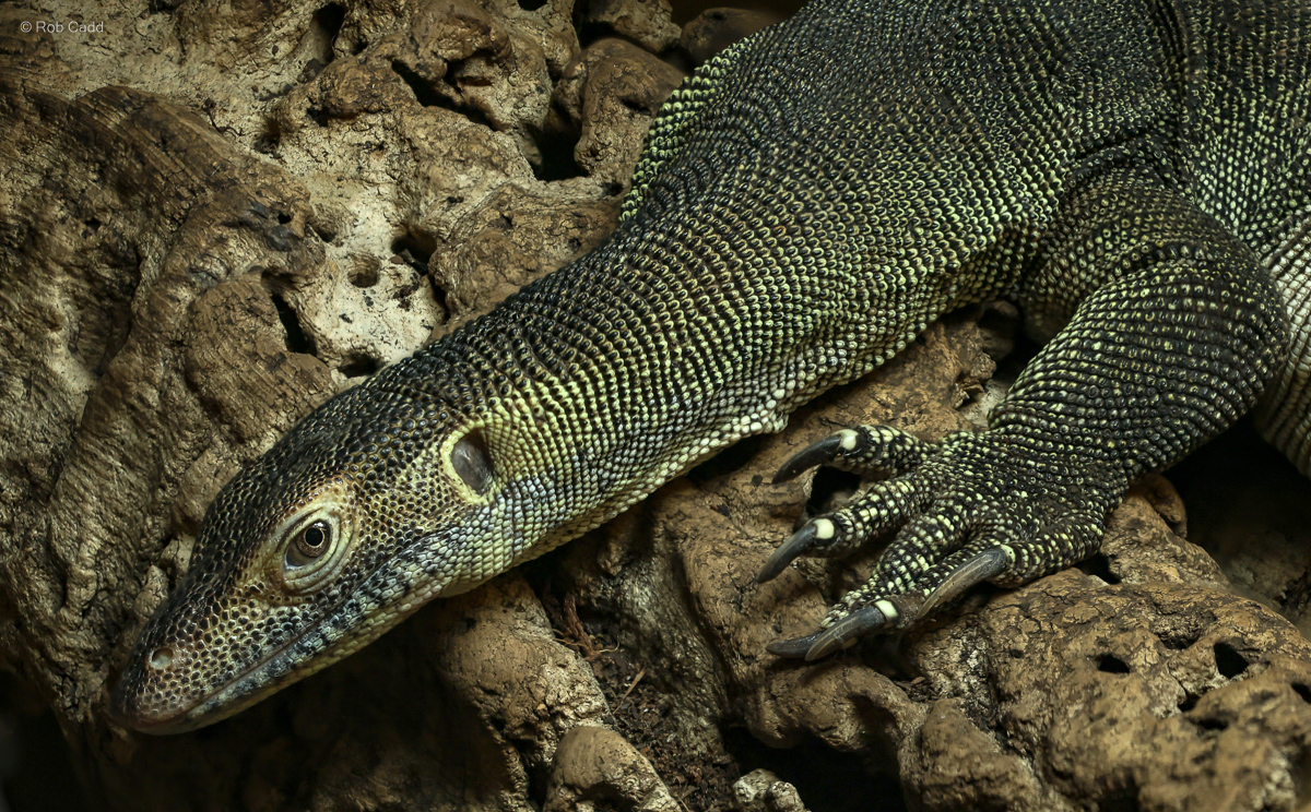 Mertens's water monitor : Crocodiles of the World : 14 Mar 2025