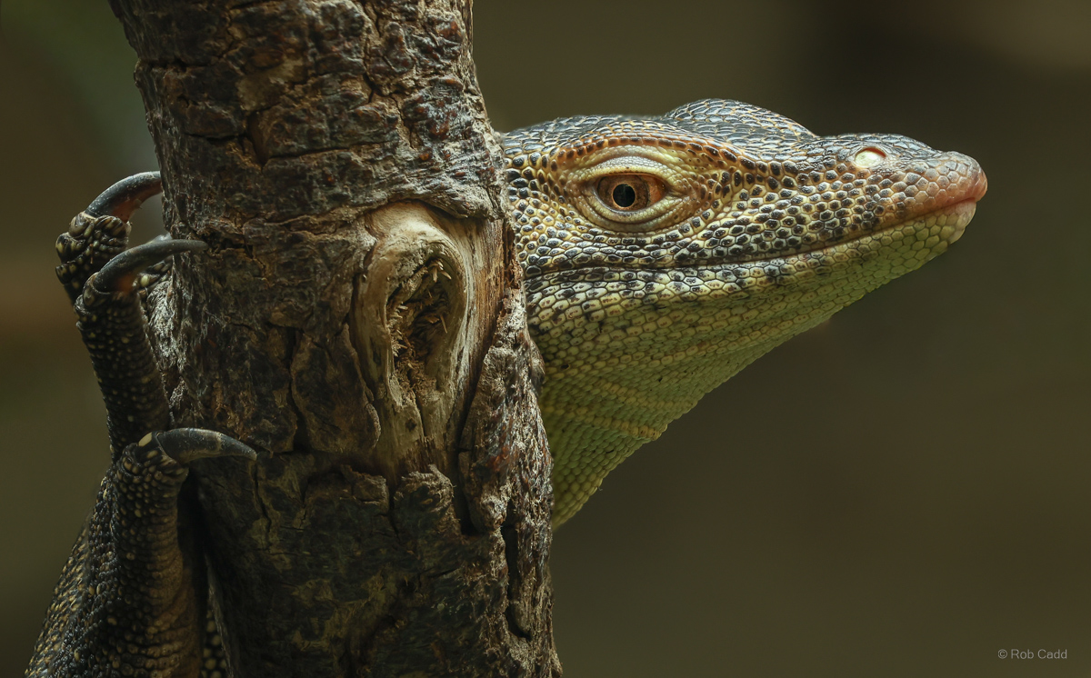 Mertens's water monitor : Crocodiles of the World : 26 Sep 2025