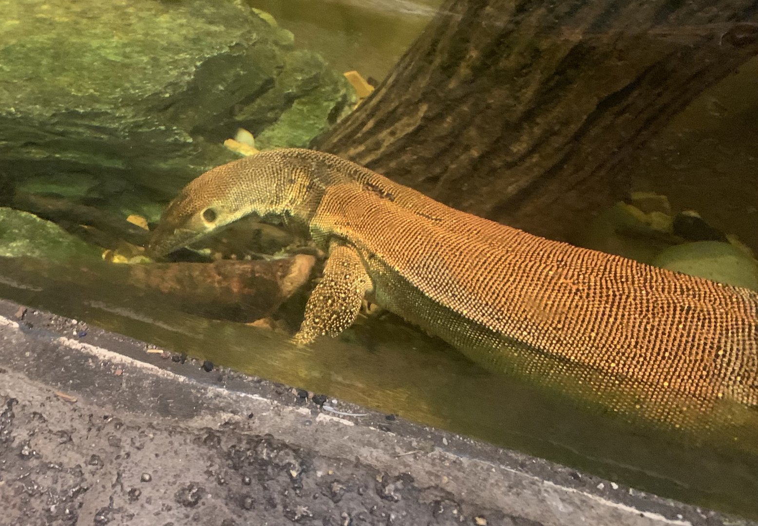 Mertens’s water monitor underwater
