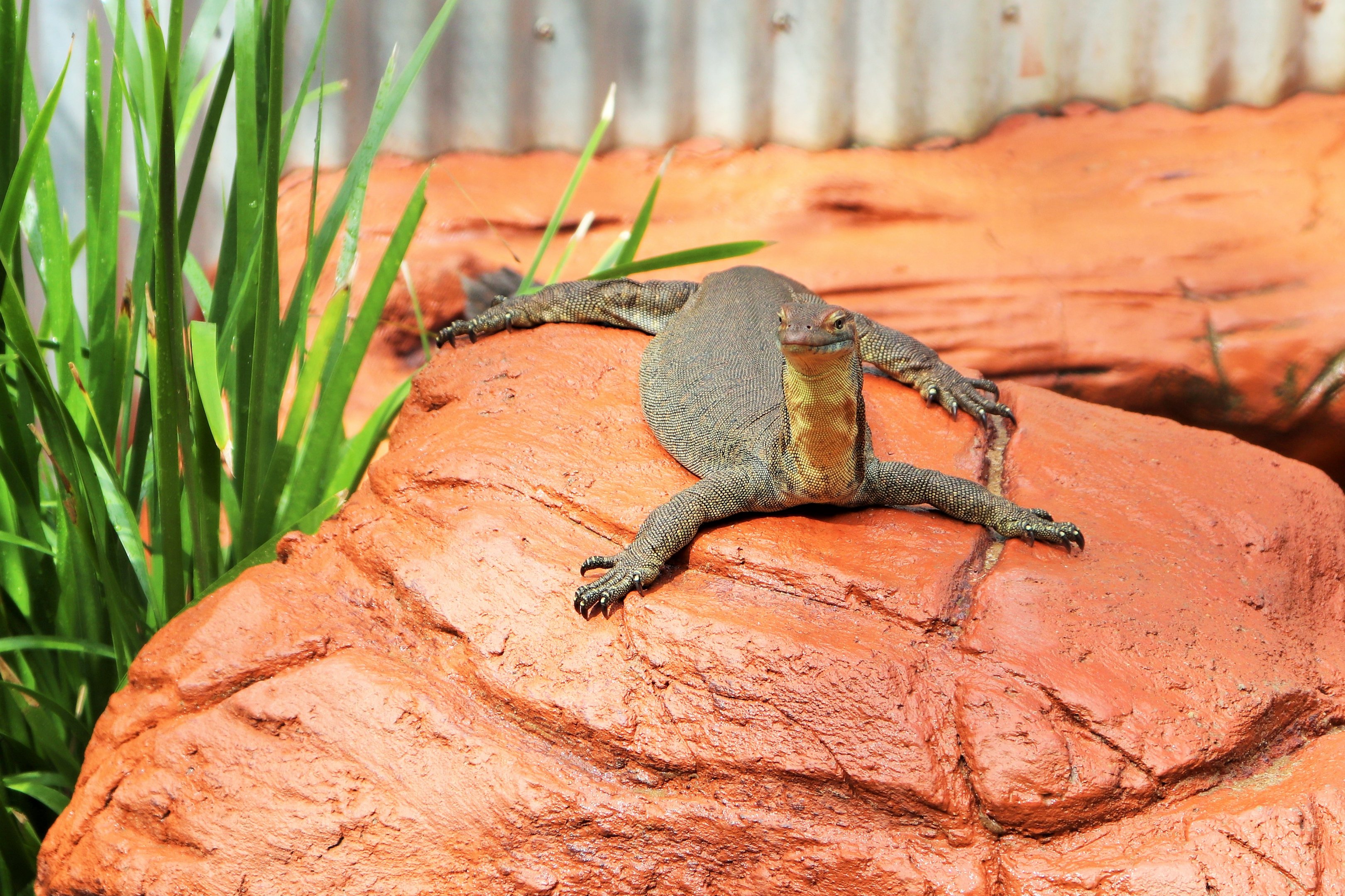 Mertens's Water Monitor (Varanus mertensi)