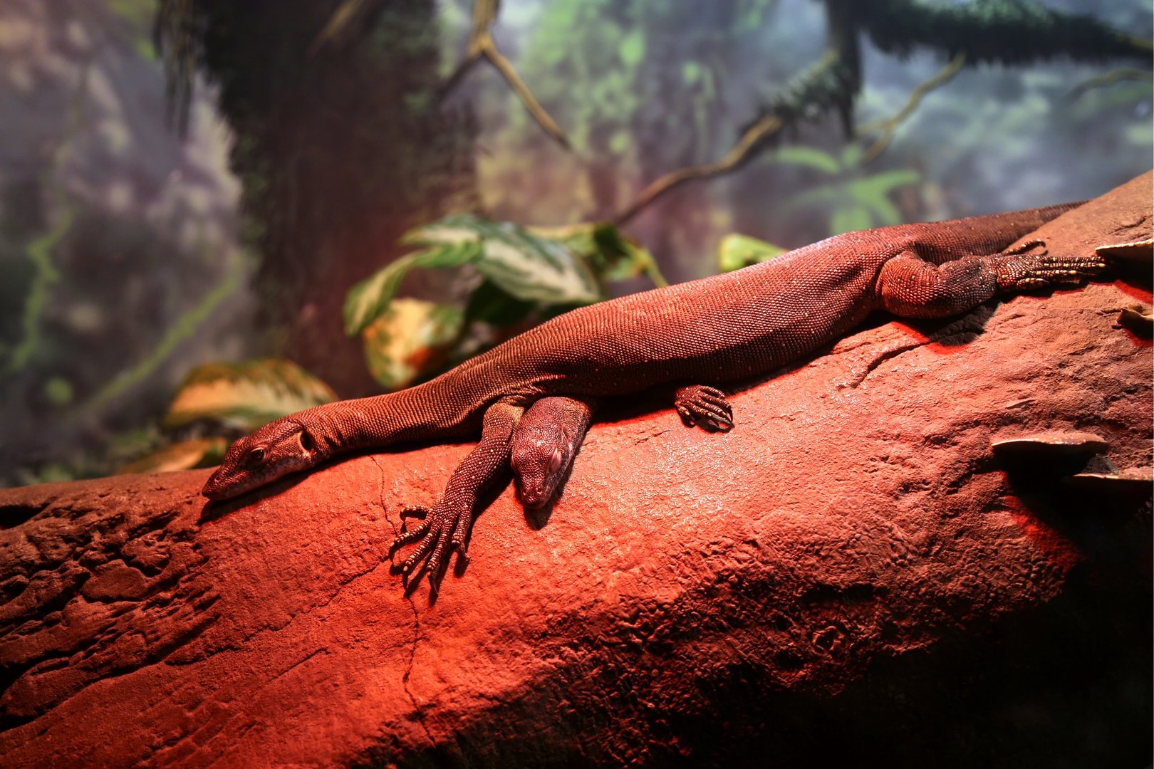 Mertens's Water Monitor (Varanus mertensi)