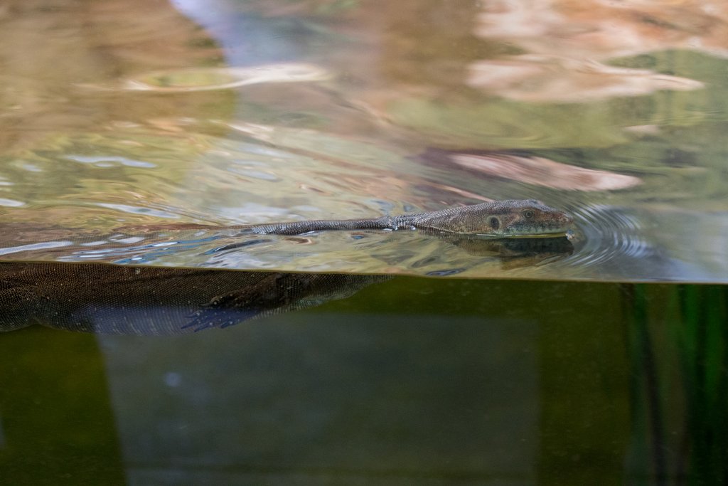 Merton's Water Monitor