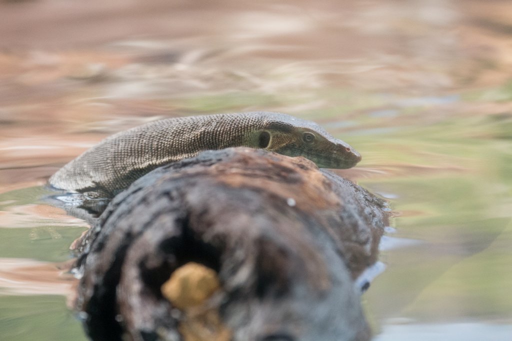 Merton's Water Monitor