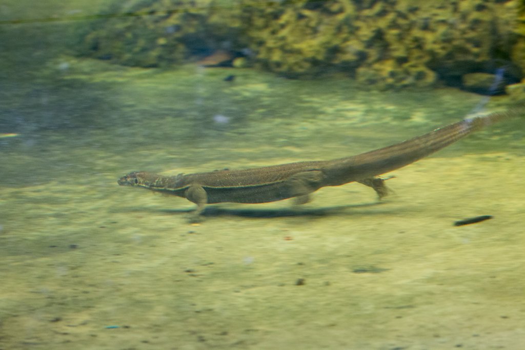 Merton's Water Monitor