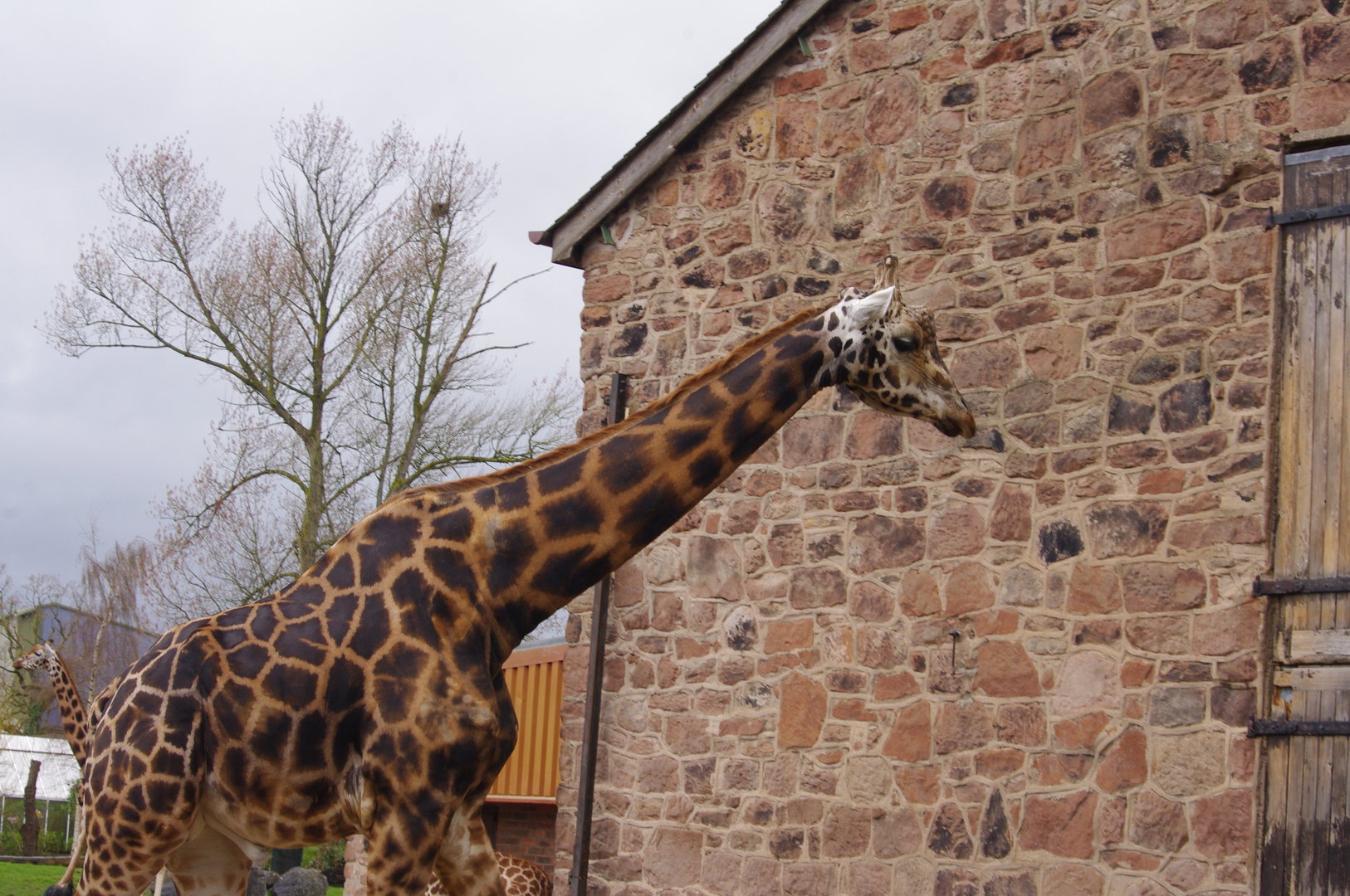 Meru- male Rothschild’s Giraffe- 5/4/2023