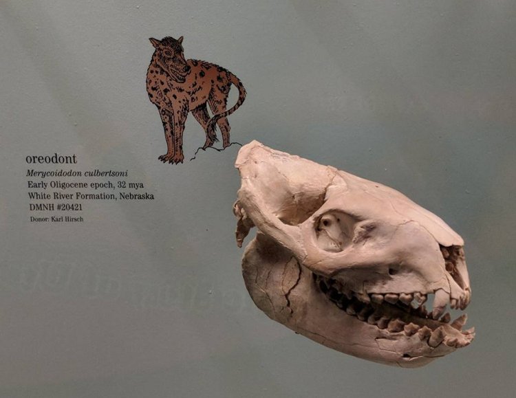 Merycoidodon culbertsonii