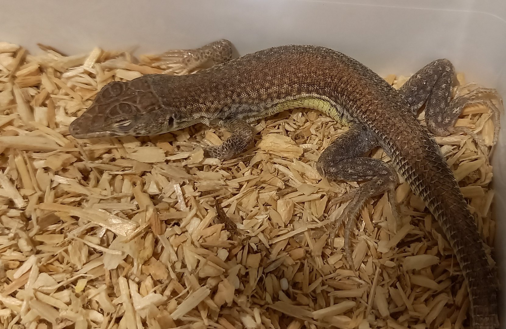 Mesalina rubropunctata