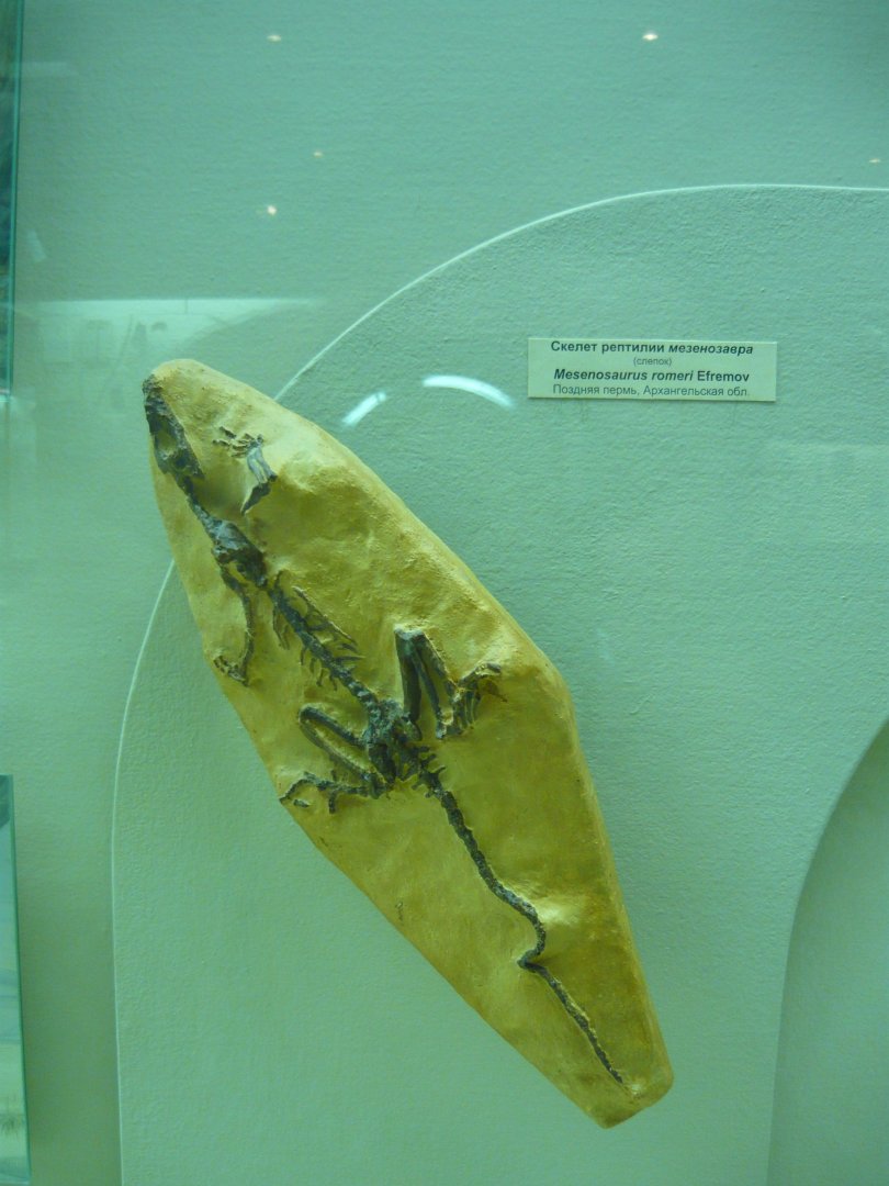 Mesenosaurus romeri skeleton (cast)