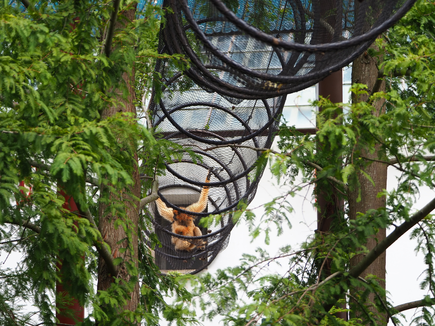 Mesh tunnel for the southern yellow-cheeked gibbons, 2019-10-05