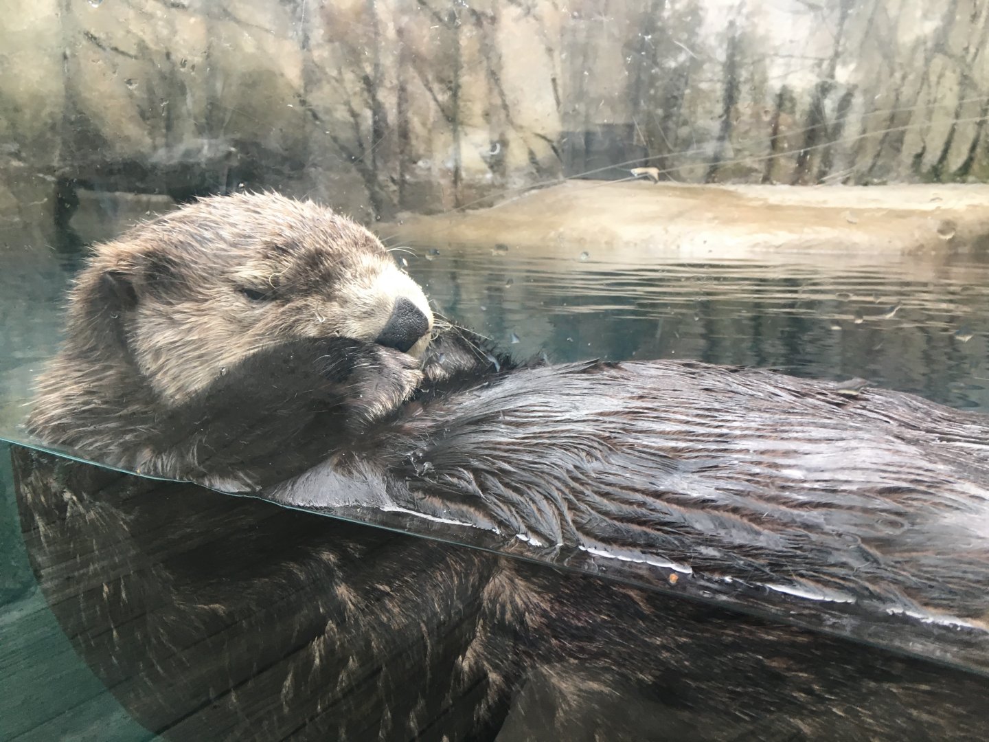 Meshik-Northern Sea Otter