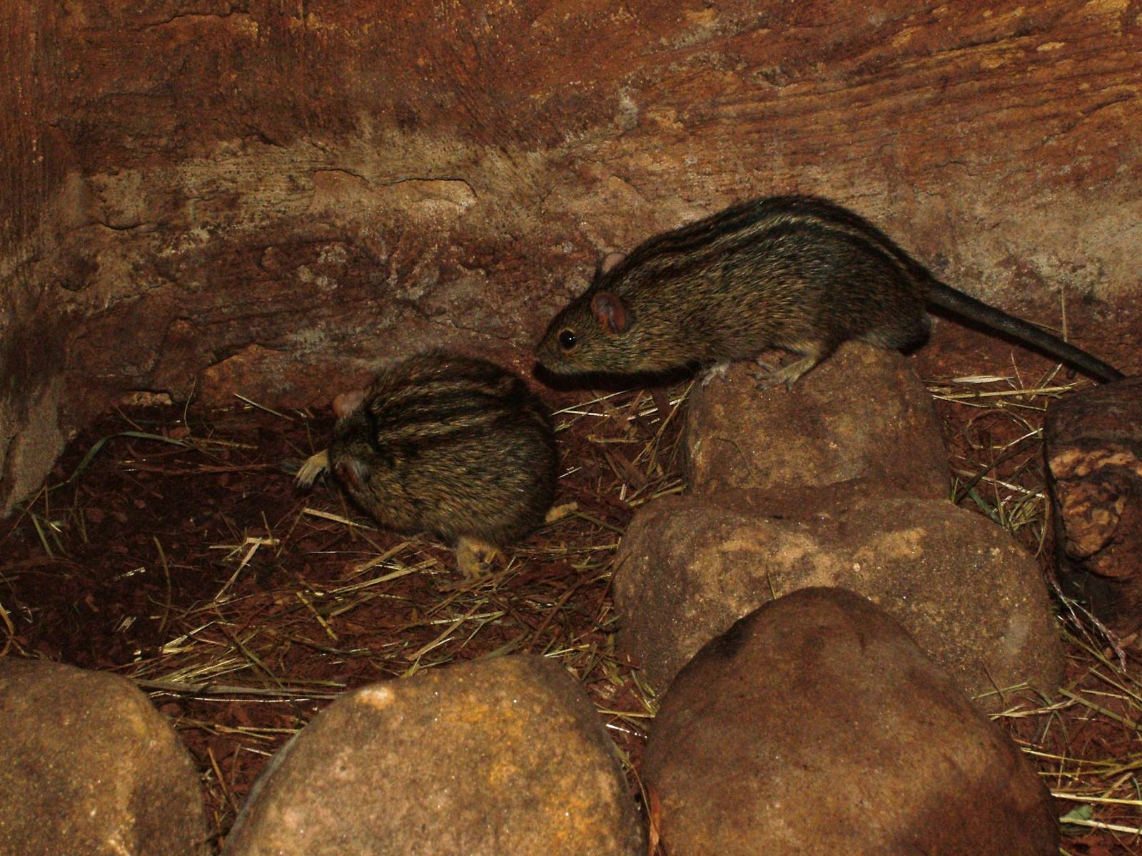 Mesic Four-striped Grass Mouse at Prague, 25/08/12