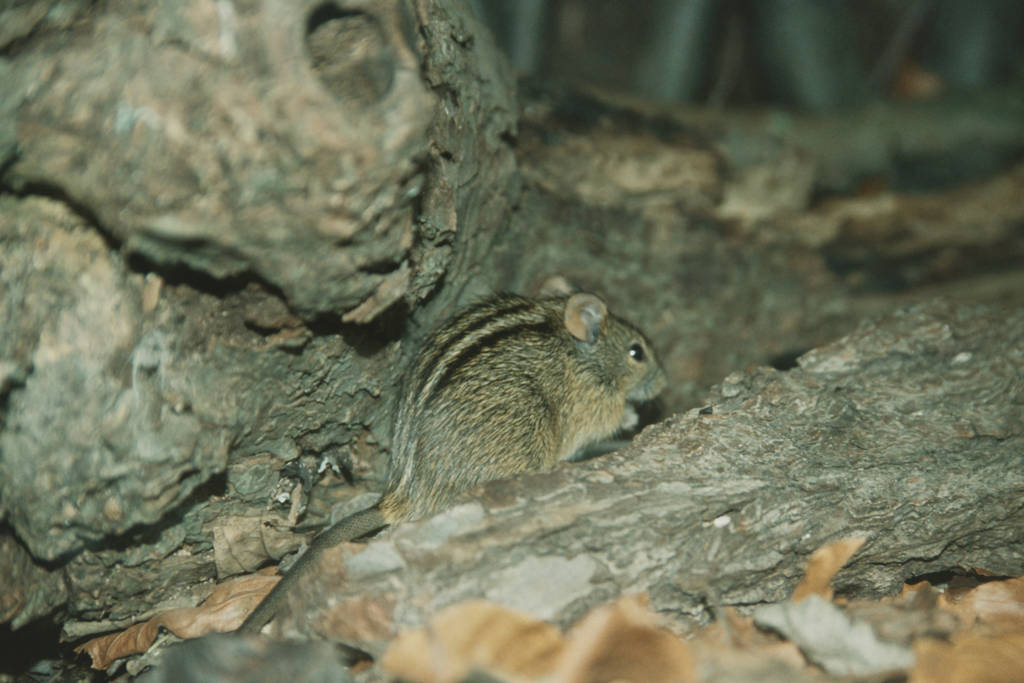 Mesic Four-striped Grass Mouse (Rhabdomys dilectus) Chester Zoo