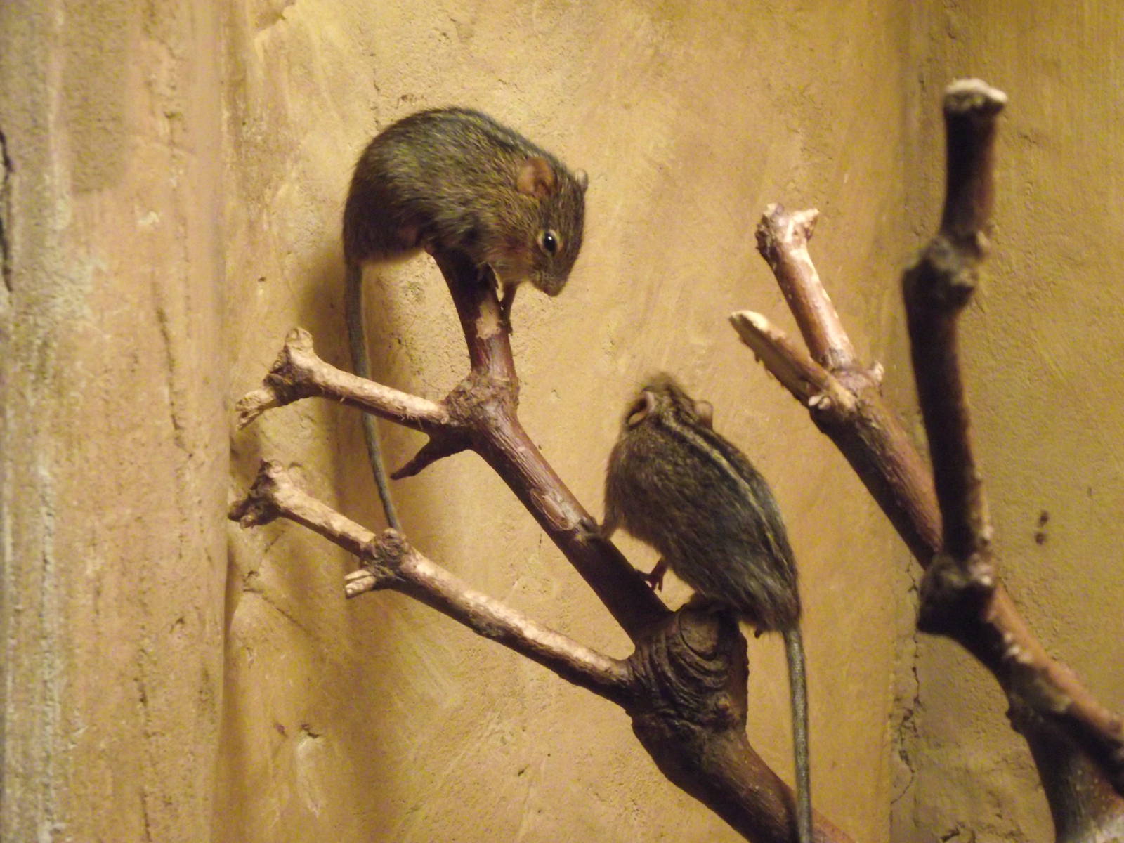 mesic four-striped grass rat 140911