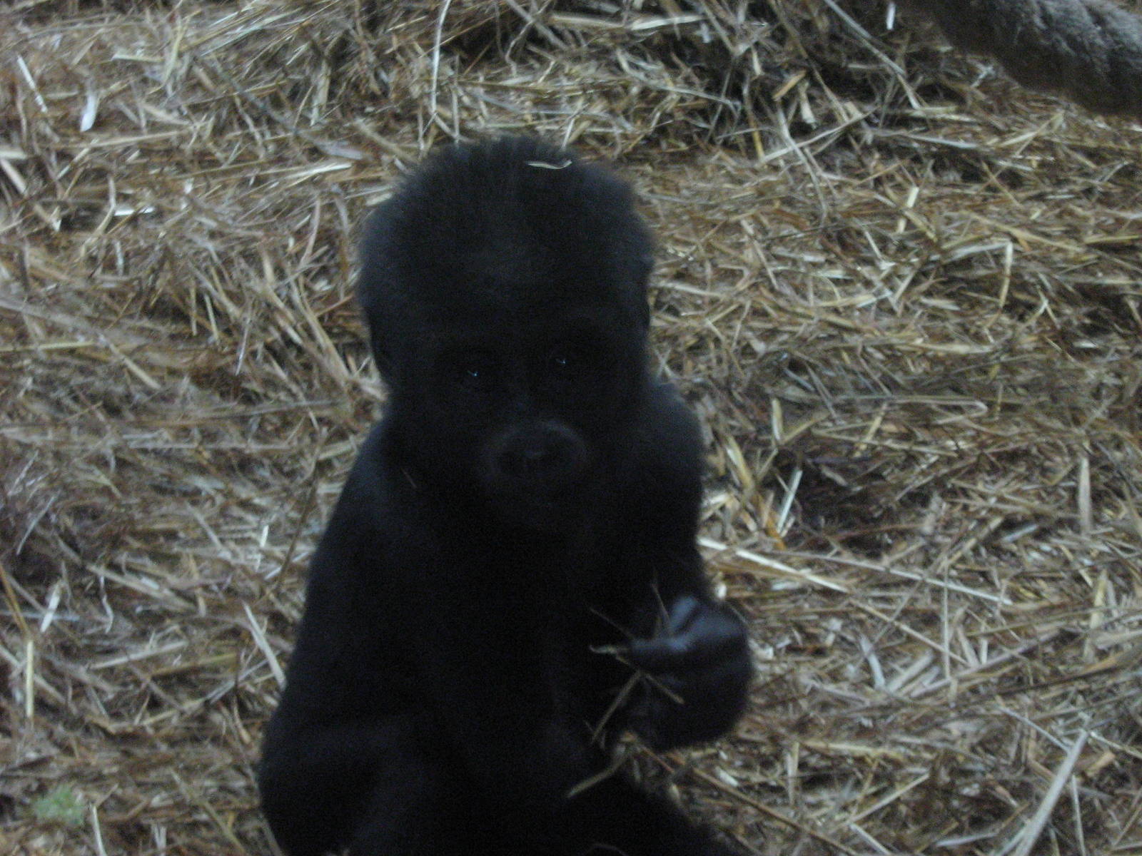 Mesie The Female Baby Western Lowland Gorilla.