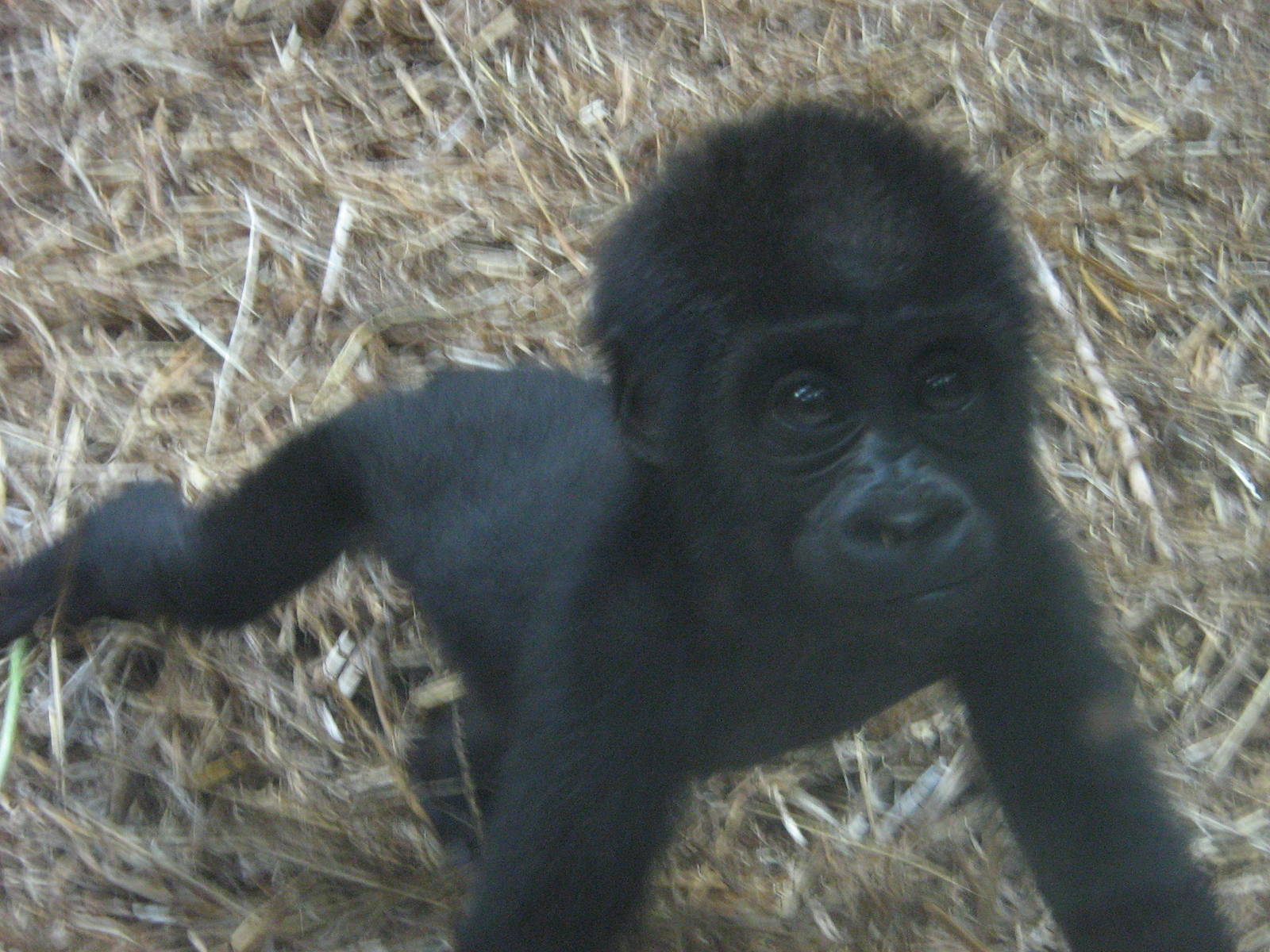 Mesie The Female Baby Western Lowland Gorilla.