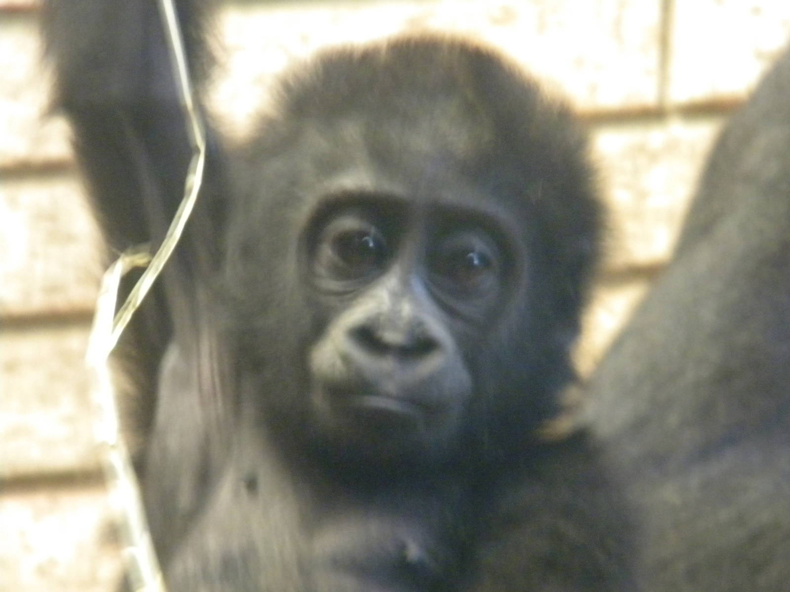Mesie The Female Baby Western Lowland Gorilla.