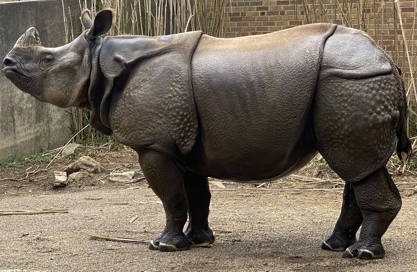 Mesker Park Zoo July 12, 2020