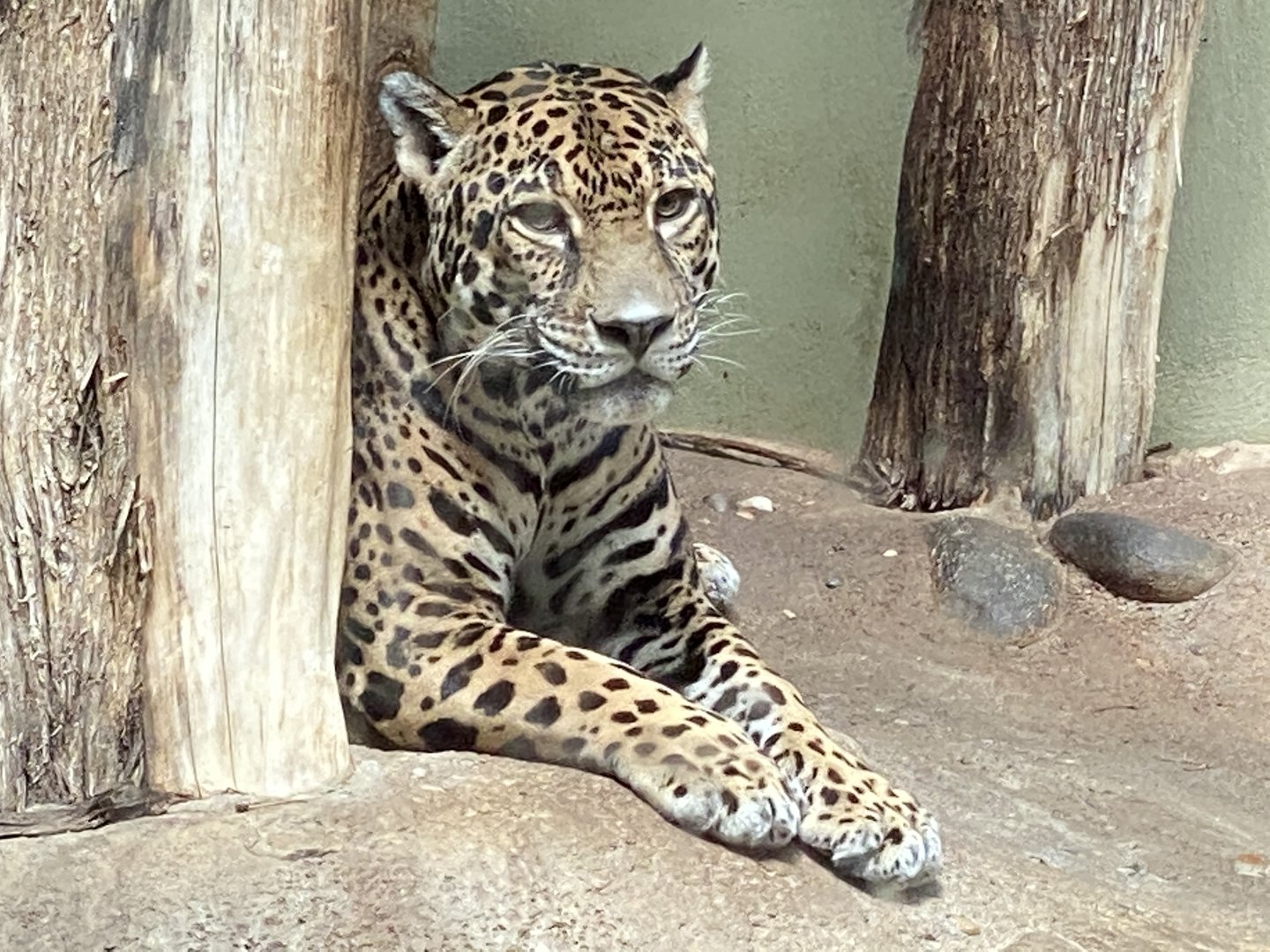 Mesker Park Zoo July 12, 2020
