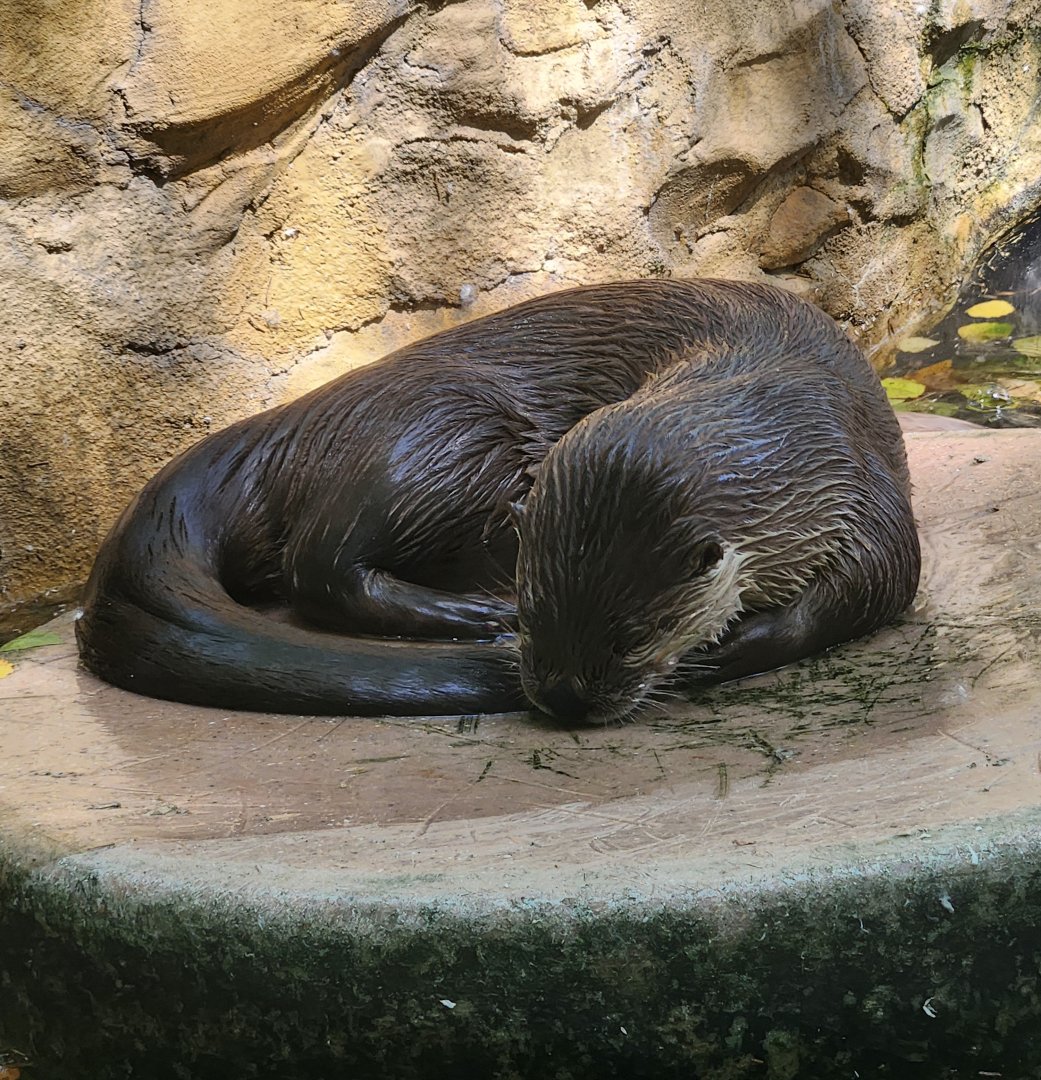 Mesker Park Zoo - North American River Otter