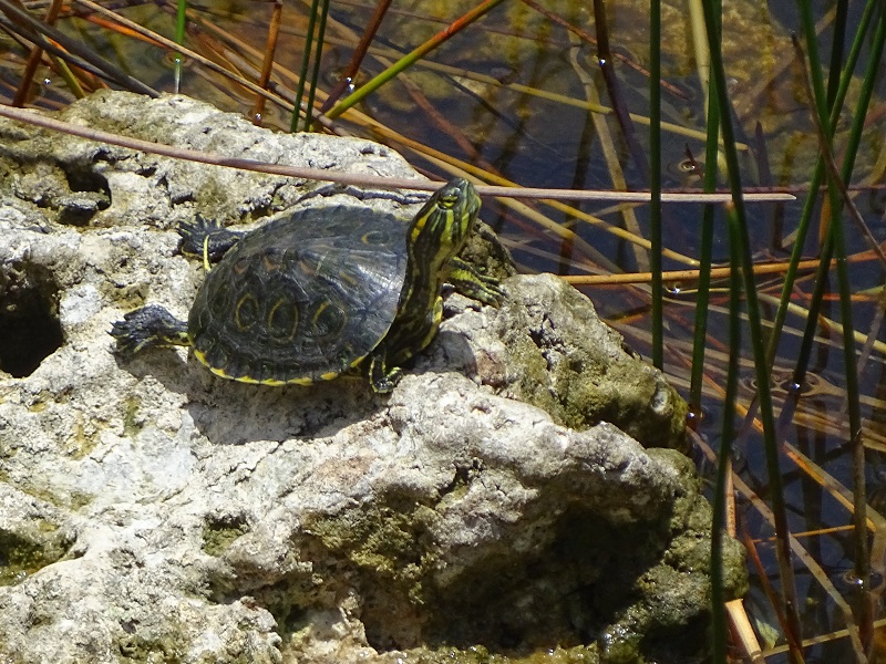 Meso-American slider (Trachemys venusta)