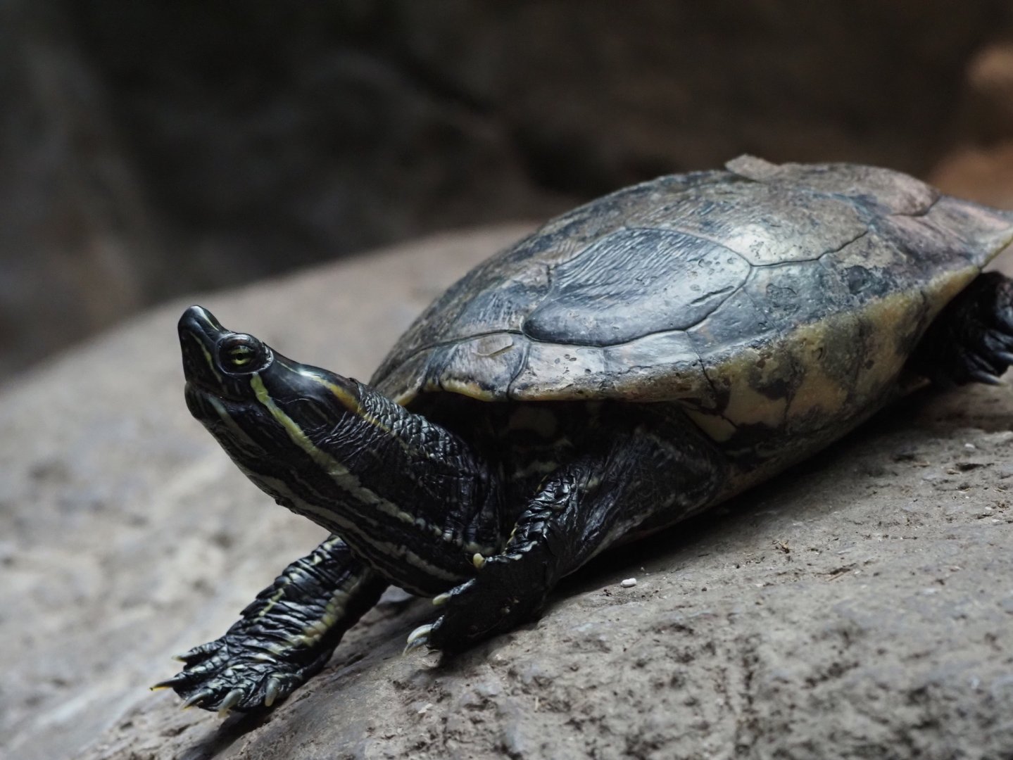 Meso-American Slider