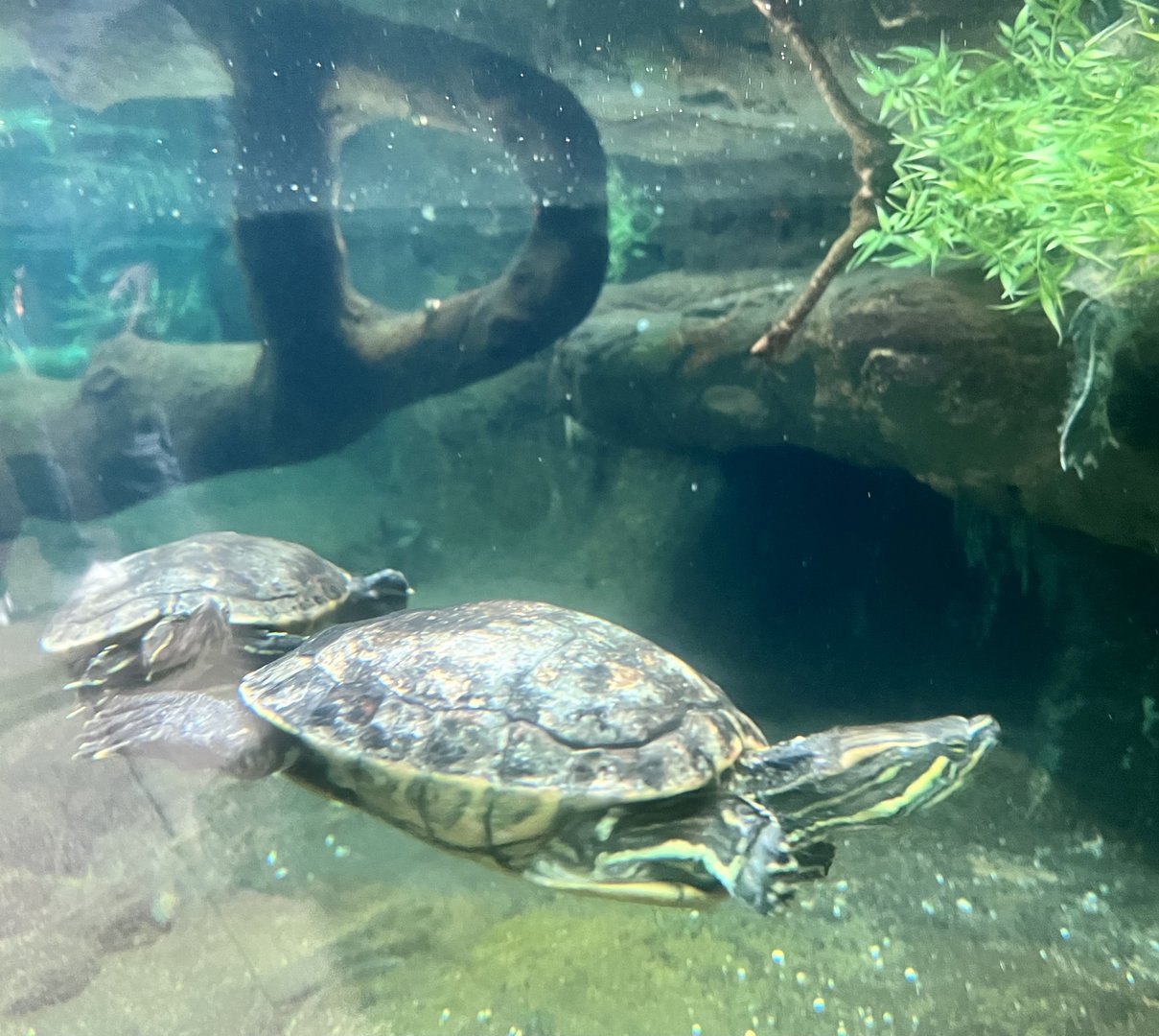 Meso-American Sliders