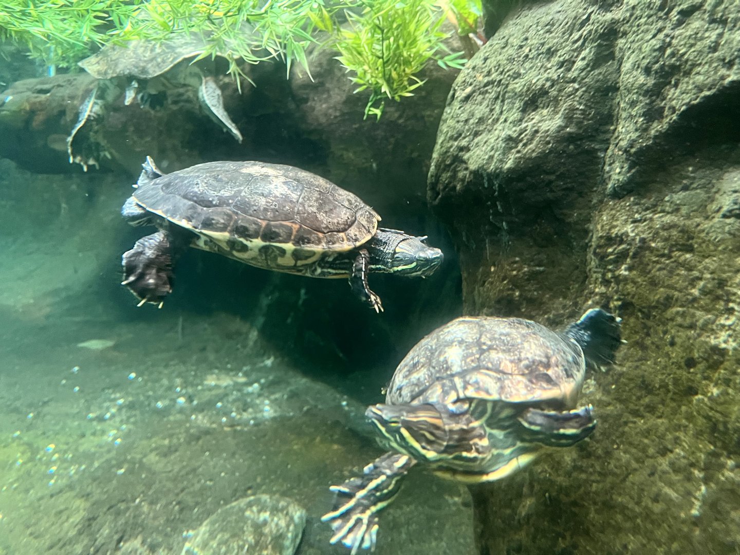 Meso-American Sliders