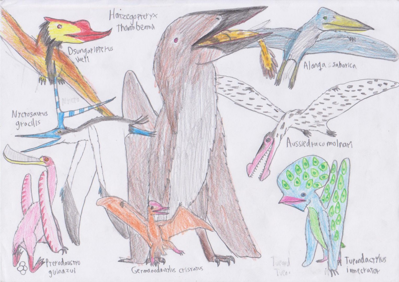 Meso-posters; Pterodactyloids