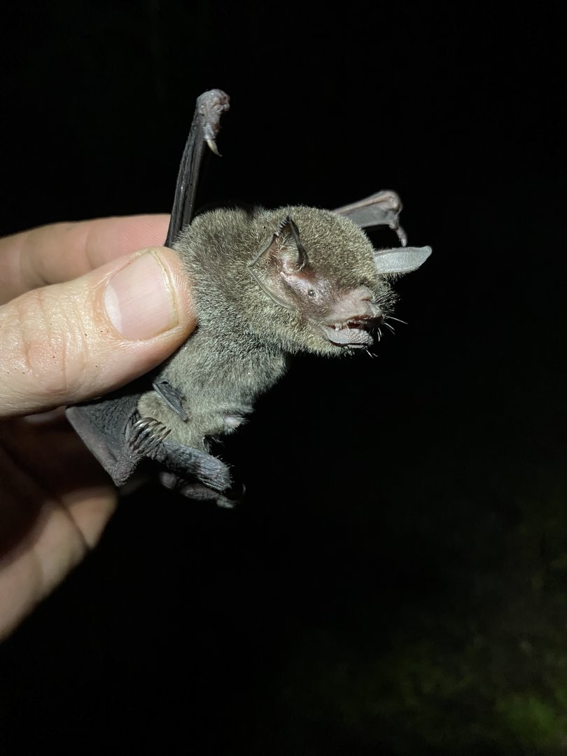 Mesoamerican Mustached Bat (Pteronotus mesoamericanus)