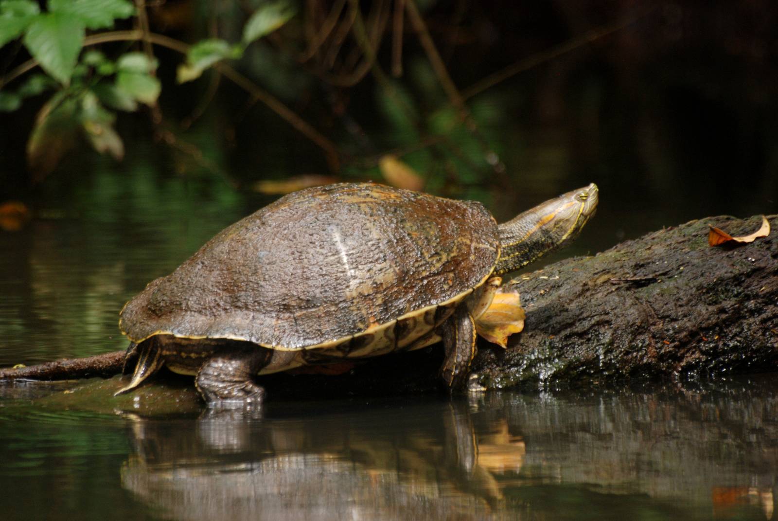 Mesoamerican Slider in Tortuguero, 15/04/14