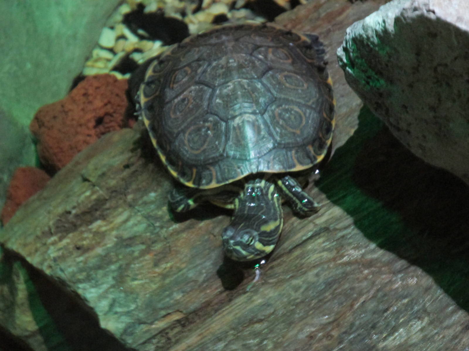 mesoamerican slider turtle acuario inbursa