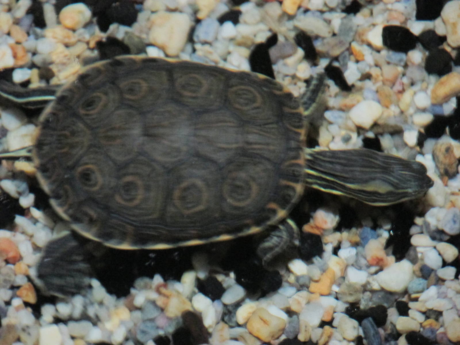 mesoamerican slider turtle acuario inbursa