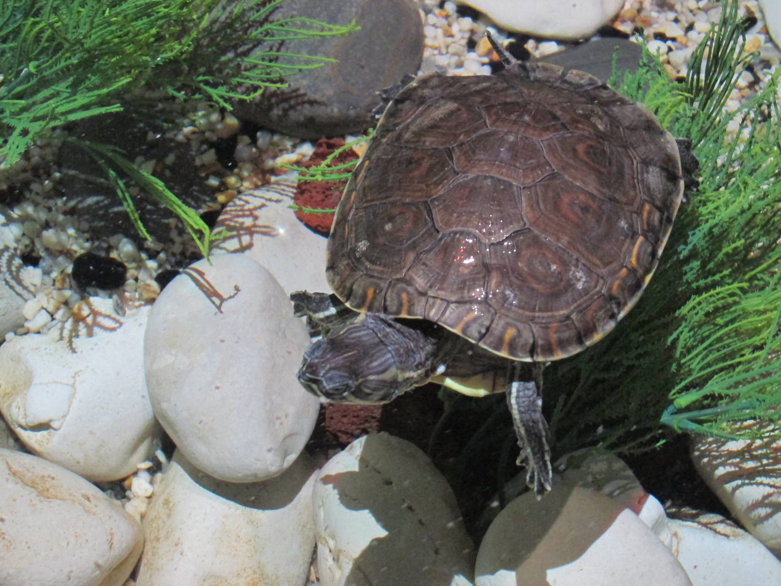 mesoamerican slider turtle acuario inbursa