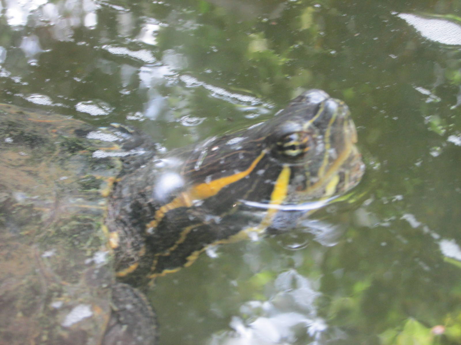 mesoamerican slider turtle africam safari