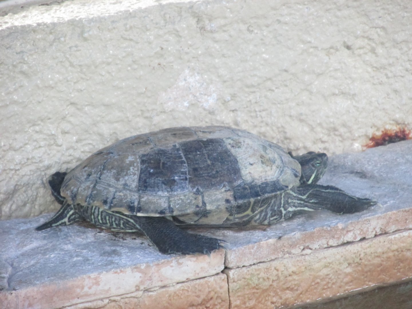mesoamerican slider turtle