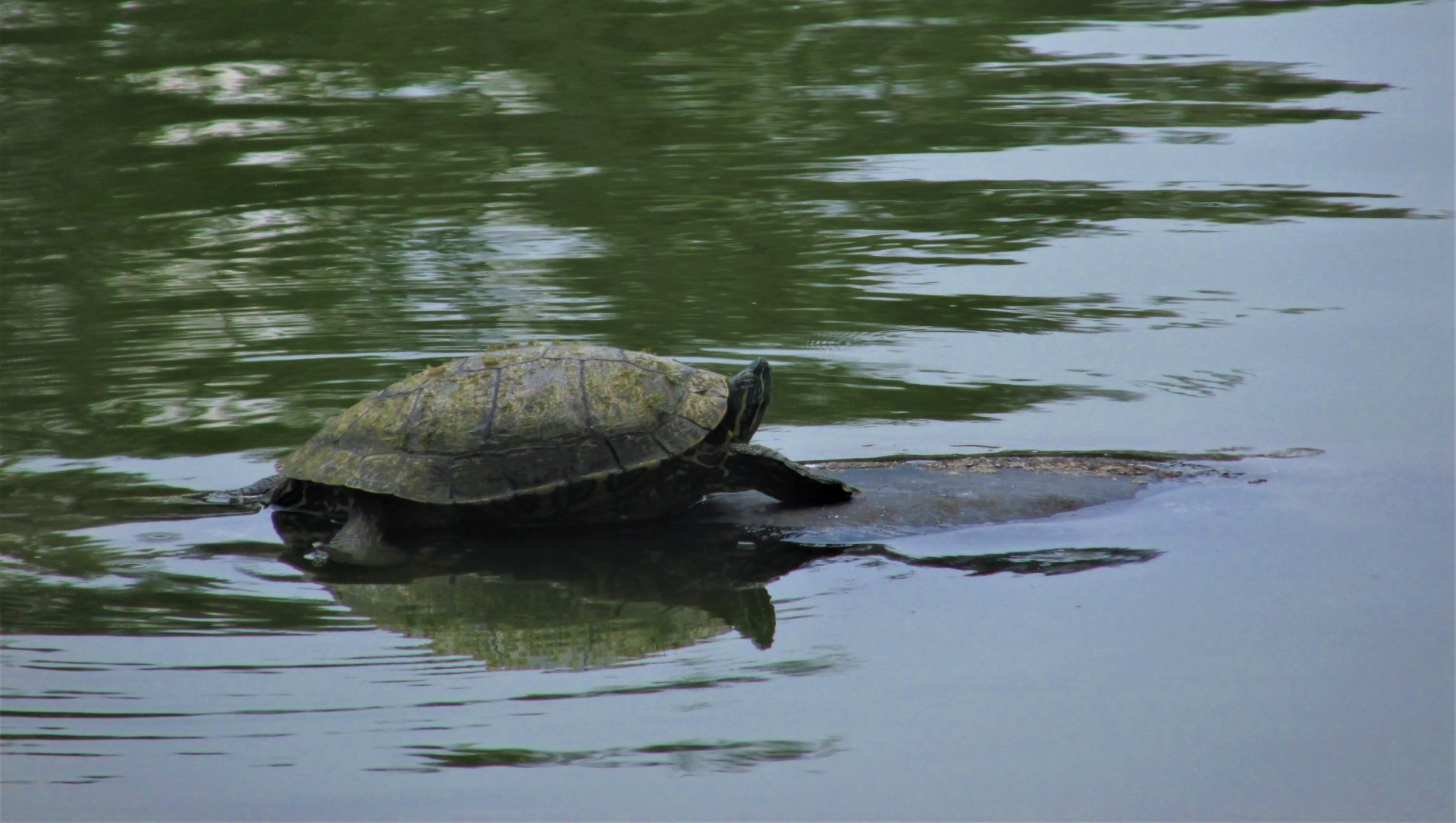 mesoamerican slider turtle