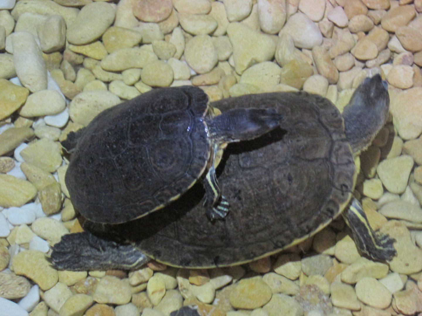 mesoamerican slider turtles