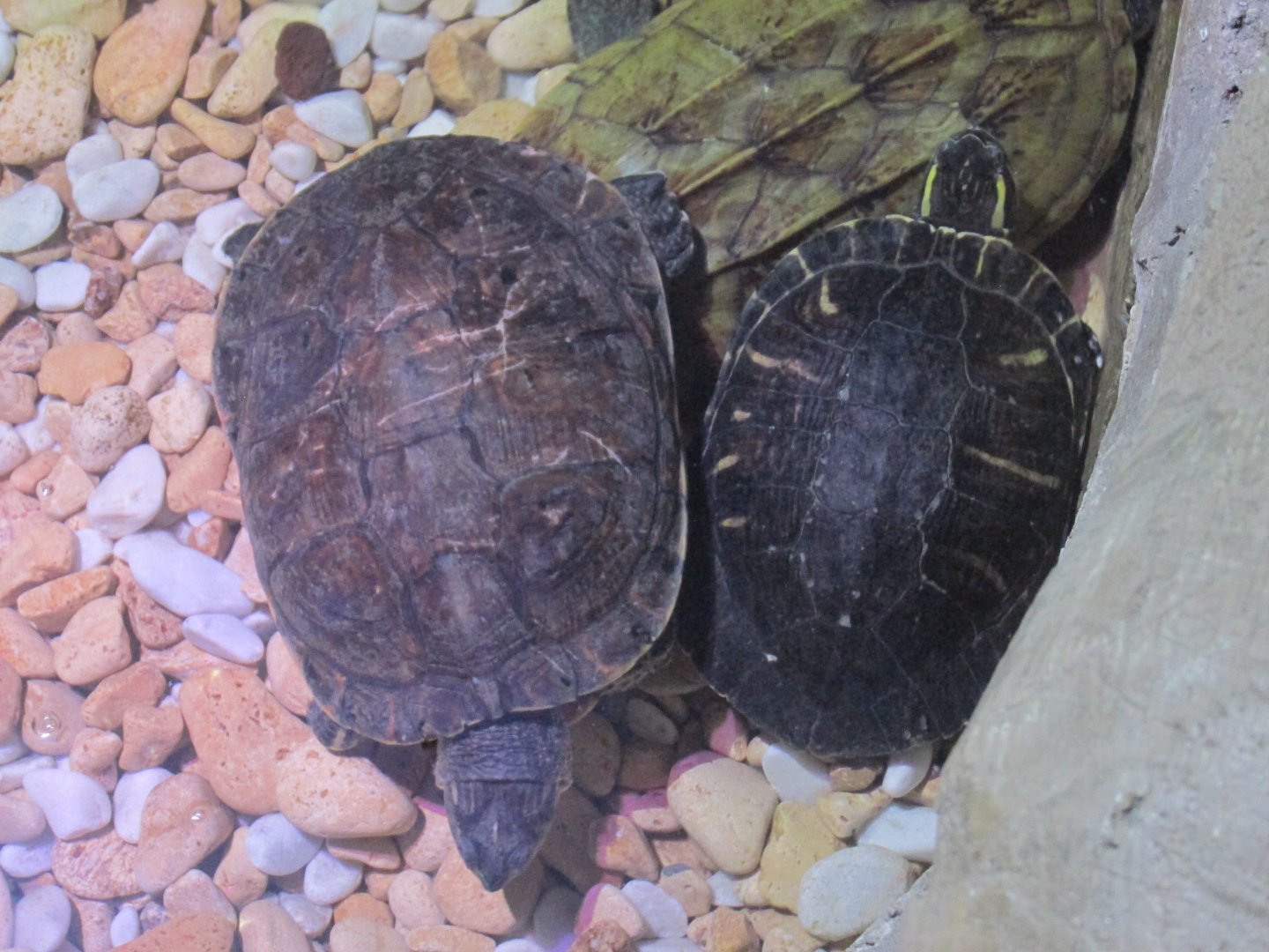 mesoamerican slider turtles