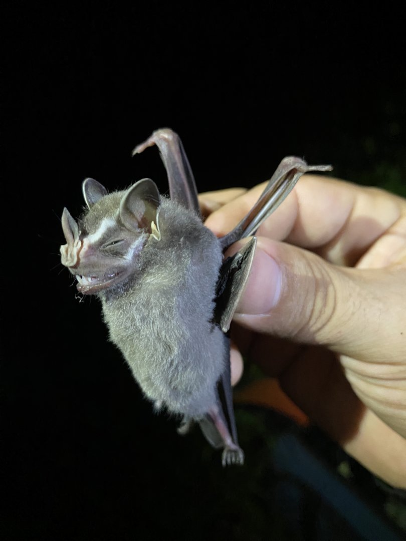 Mesoamerican Tent-making Bat (Uroderma convexum)
