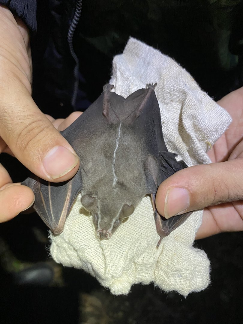 Mesoamerican Tent-making Bat (Uroderma convexum)