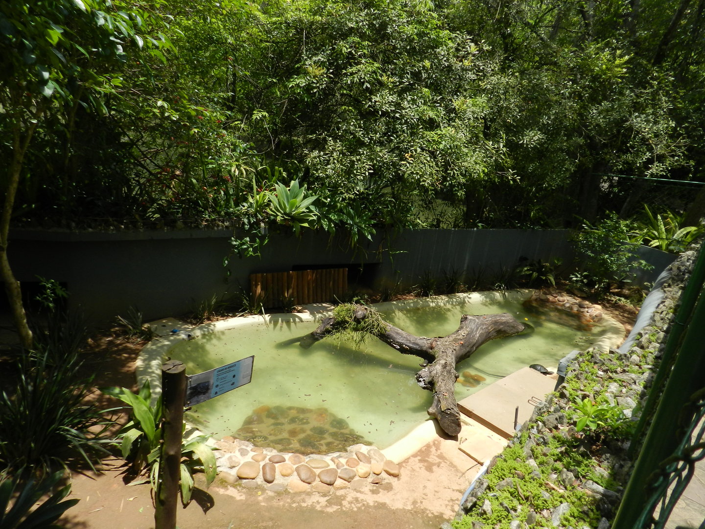 Mesoclemmys tuberculata exhibit - Zoo São Paulo