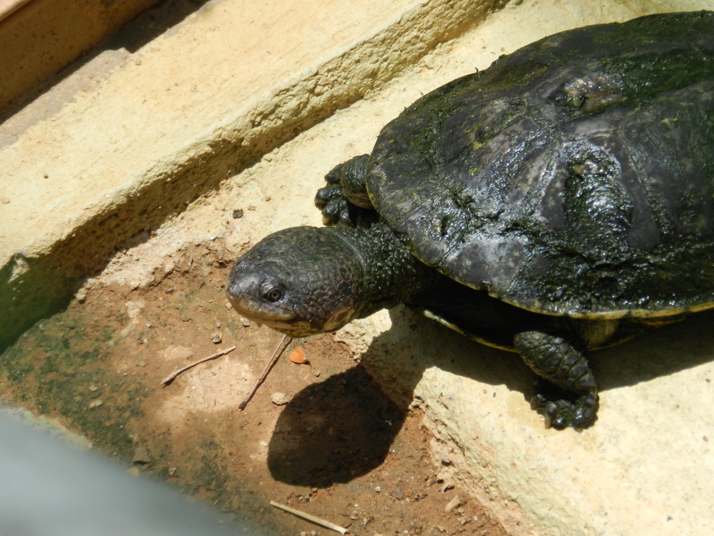 Mesoclemmys tuberculata - Zoo São Paulo