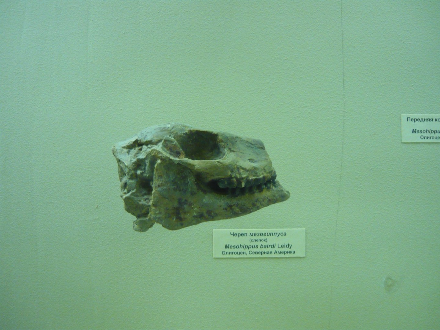 Mesohippus bairdi skull (cast)