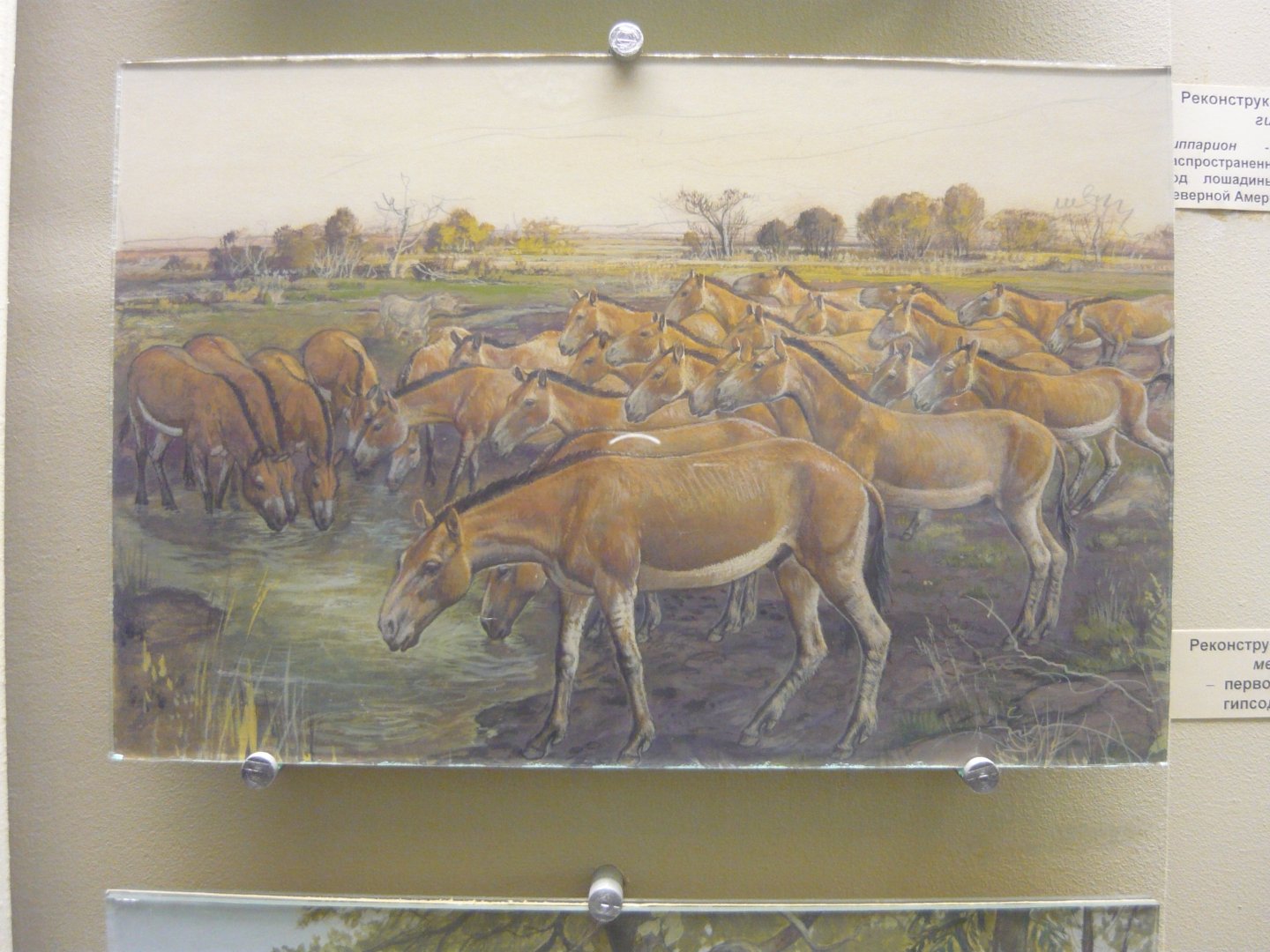 Mesohippus reconstruction