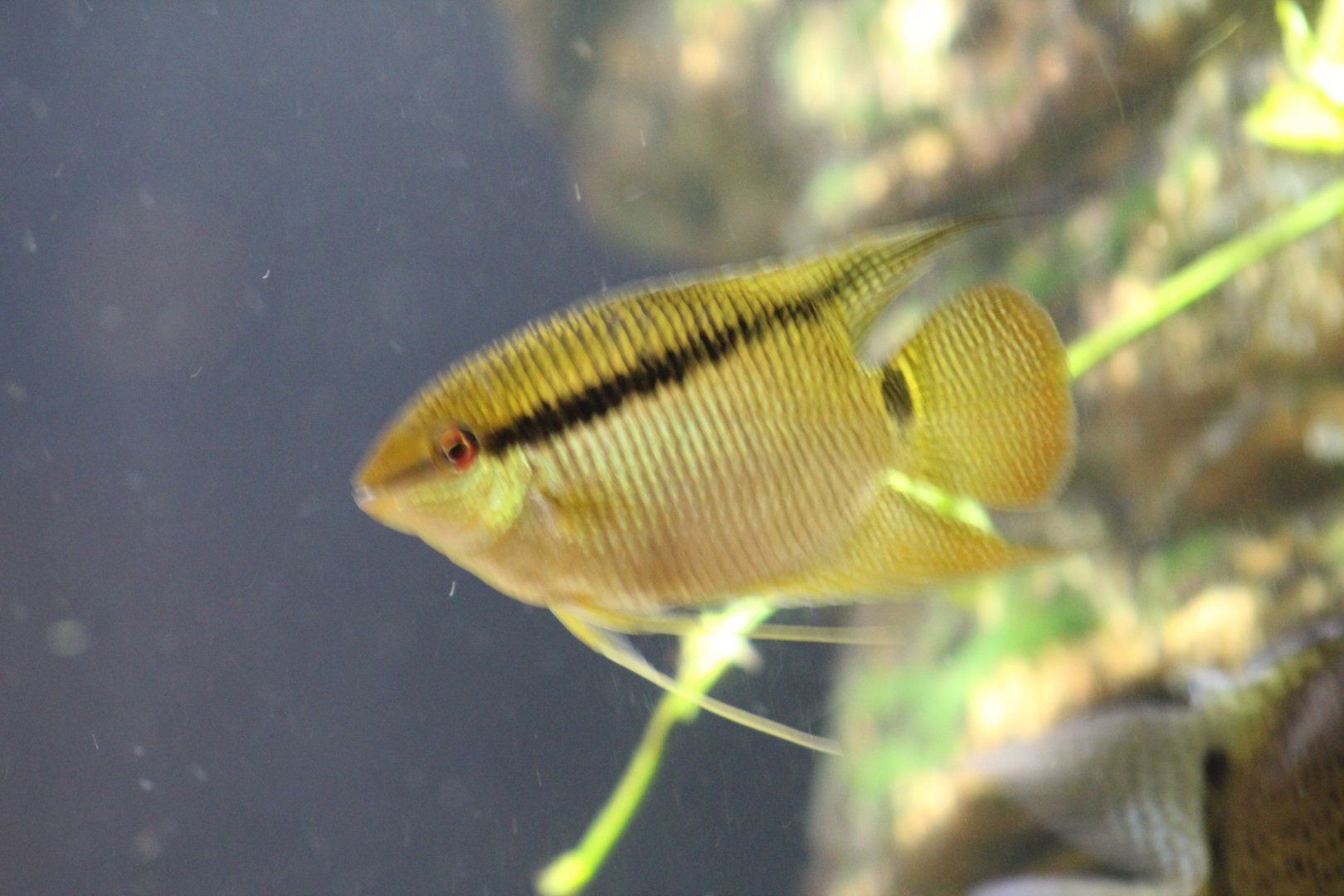 Mesonauta festivus??